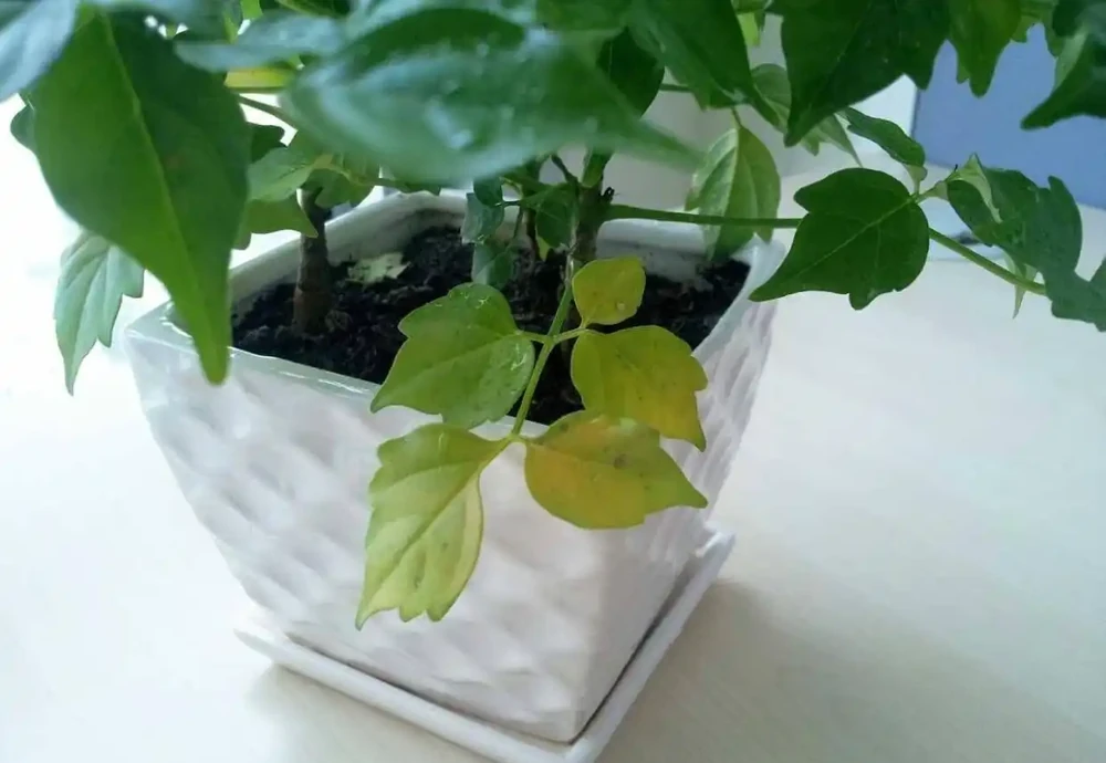 家中養幸福樹，想讓葉子翠綠，不發黃，常用2種水噴一噴