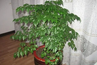 家中養幸福樹，想讓葉子翠綠，不發黃，常用2種水噴一噴