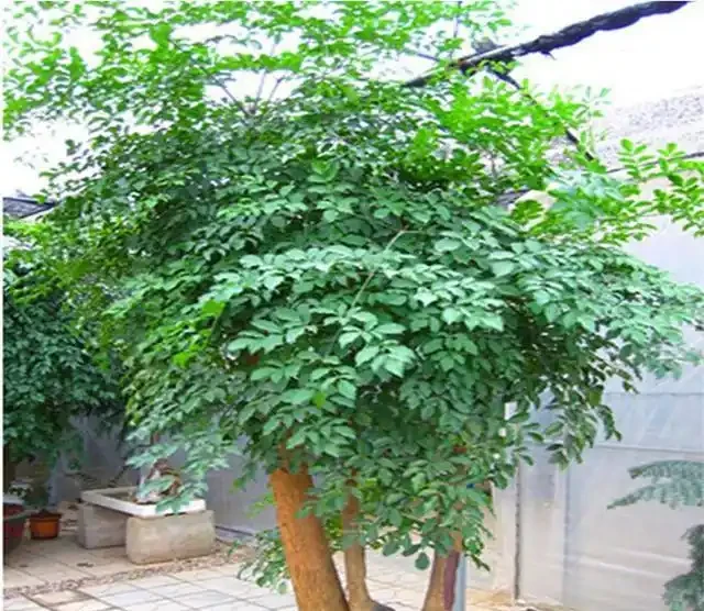 幸福樹「稀里嘩啦」掉光葉?3招拯救回來,葉子油綠,茂密如大樹