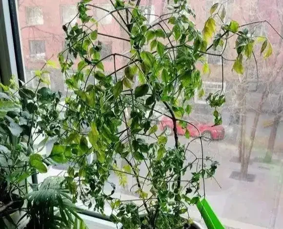 幸福樹「稀里嘩啦」掉光葉?3招拯救回來,葉子油綠,茂密如大樹