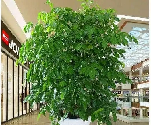 幸福樹「稀里嘩啦」掉光葉?3招拯救回來,葉子油綠,茂密如大樹