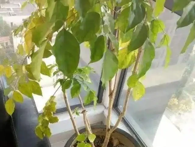 幸福樹「稀里嘩啦」掉光葉?3招拯救回來,葉子油綠,茂密如大樹