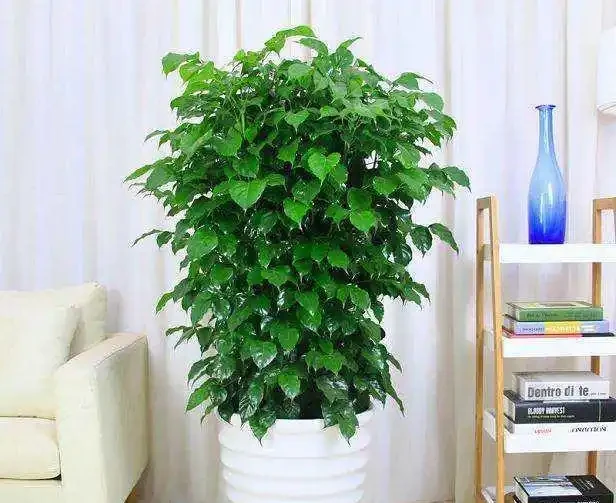 幸福樹「稀里嘩啦」掉光葉?3招拯救回來,葉子油綠,茂密如大樹