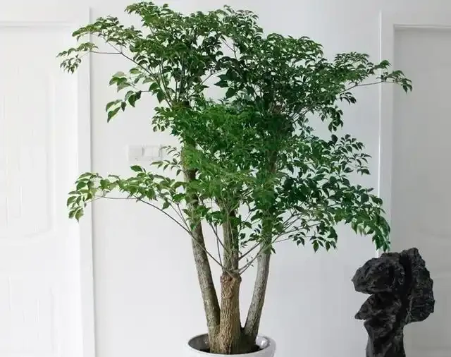 幸福樹「稀里嘩啦」掉光葉?3招拯救回來,葉子油綠,茂密如大樹