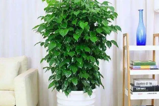 幸福樹「稀里嘩啦」掉光葉？3招拯救回來，葉子油綠，茂密如大樹