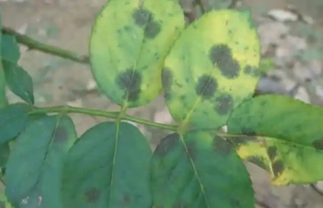 玫瑰黑斑病