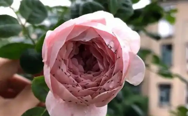 玫瑰薊馬