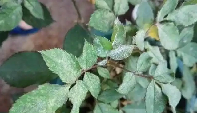 玫瑰白粉病
