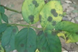 玫瑰花是「藥罐子」，推薦幾個病蟲防治配方，毒性低效果不錯