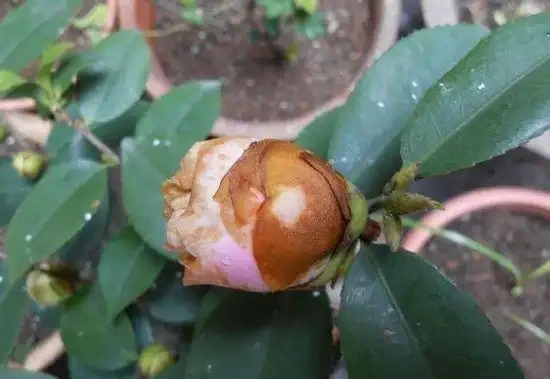 茶花花苞有這個症狀時要小心,3種情況區別對待,才能花滿枝頭!