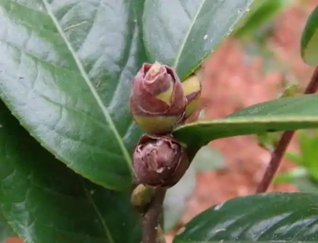 茶花花苞有這個症狀時要小心,3種情況區別對待,才能花滿枝頭!