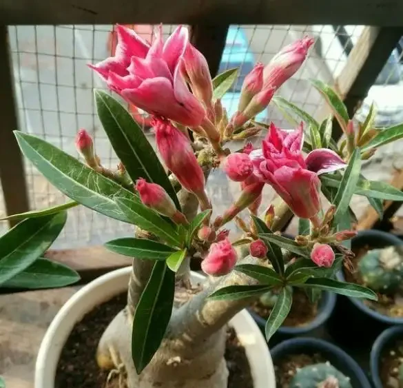 沙漠玫瑰落葉光禿禿，原因有「2個」，及時處理，很快枝繁葉茂