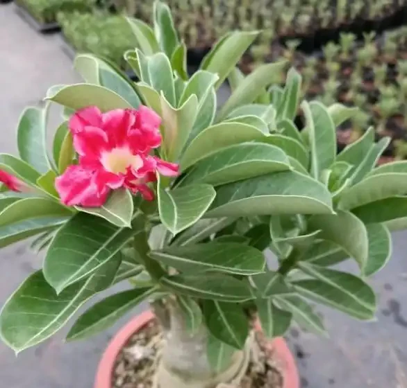 沙漠玫瑰落葉光禿禿，原因有「2個」，及時處理，很快枝繁葉茂