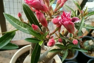 沙漠玫瑰落葉光禿禿，原因有「2個」，及時處理，很快枝繁葉茂