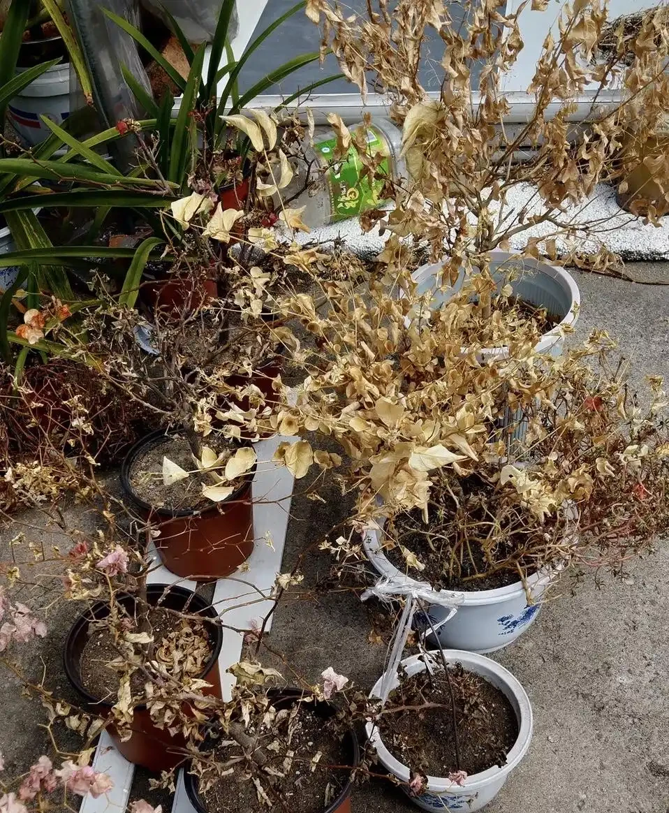 出差是養花人的「噩夢」,教你自制5種「澆水神器」,再也不犯愁