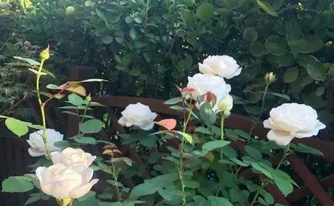 插枝玫瑰花成活率低?用對「方法」,一週就長根,不黑杆不回抽