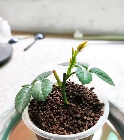 插枝玫瑰花成活率低?用對「方法」,一週就長根,不黑杆不回抽