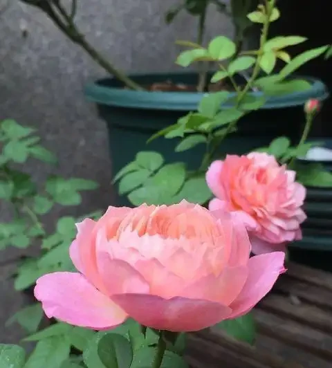插枝玫瑰花成活率低?用對「方法」,一週就長根,不黑杆不回抽
