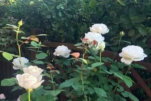 插枝玫瑰花成活率低？用對「方法」，一週就長根，不黑杆不回抽