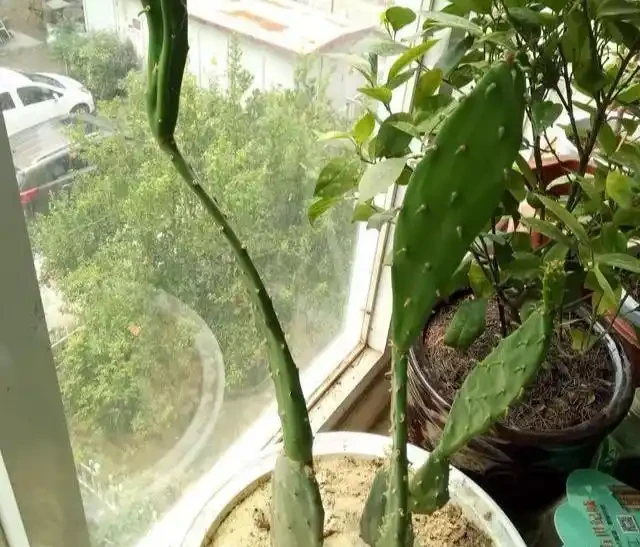 仙人掌徒長太單薄,三個妙招大逆轉,葉片肥厚,變接木「神木」