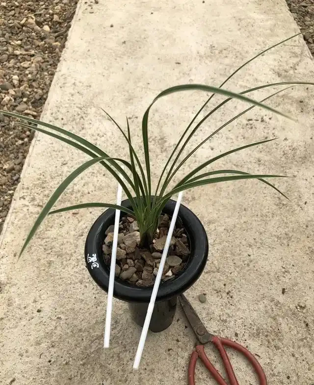 蘭花葉上裝吸管，巧妙解決蘭葉彎折問題