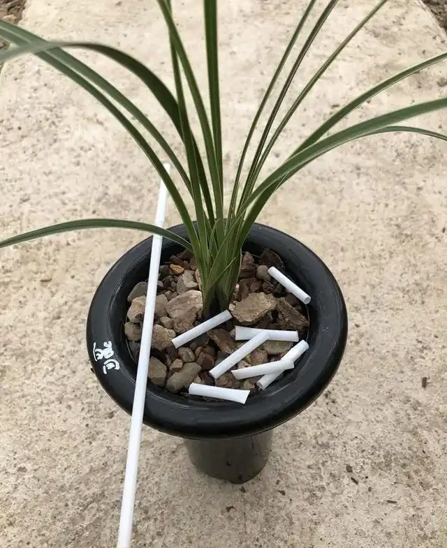 蘭花葉上裝吸管，巧妙解決蘭葉彎折問題