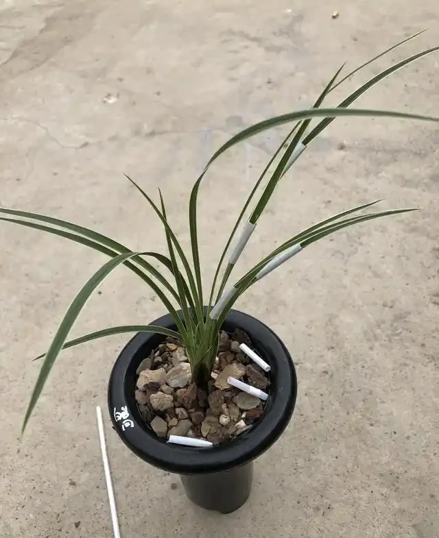 蘭花葉上裝吸管，巧妙解決蘭葉彎折問題