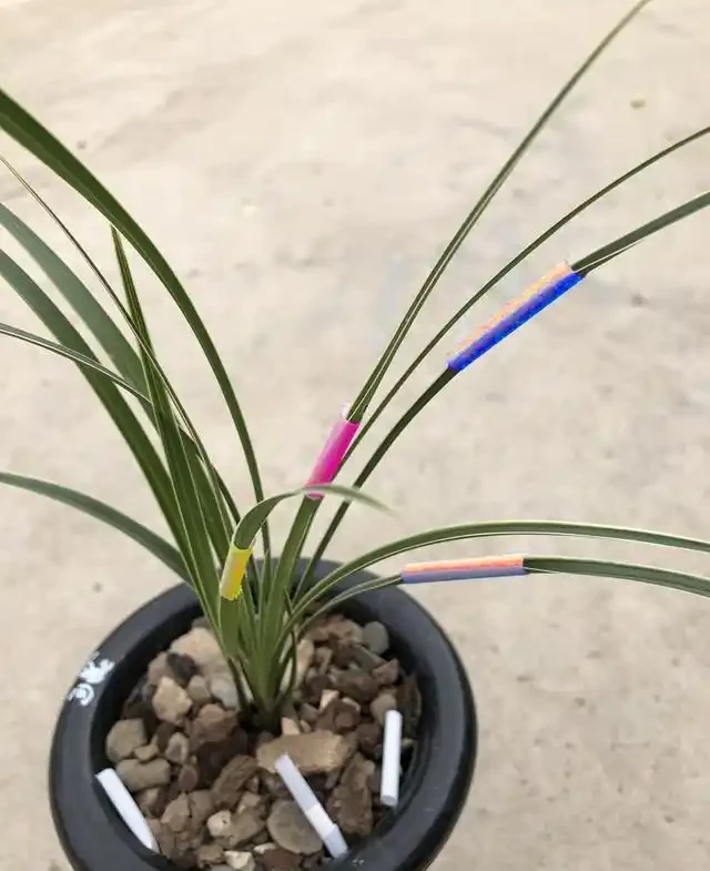 蘭花葉上裝吸管，巧妙解決蘭葉彎折問題