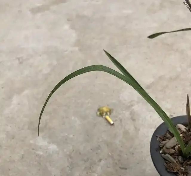蘭花葉上裝吸管，巧妙解決蘭葉彎折問題