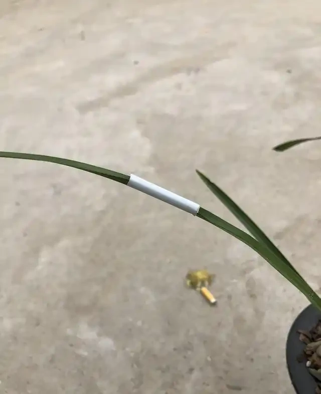 蘭花葉上裝吸管，巧妙解決蘭葉彎折問題
