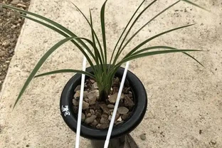 蘭花葉上裝吸管，巧妙解決蘭葉彎折問題