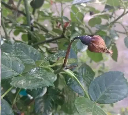 玫瑰花苞枯萎了?請先檢查這3點!