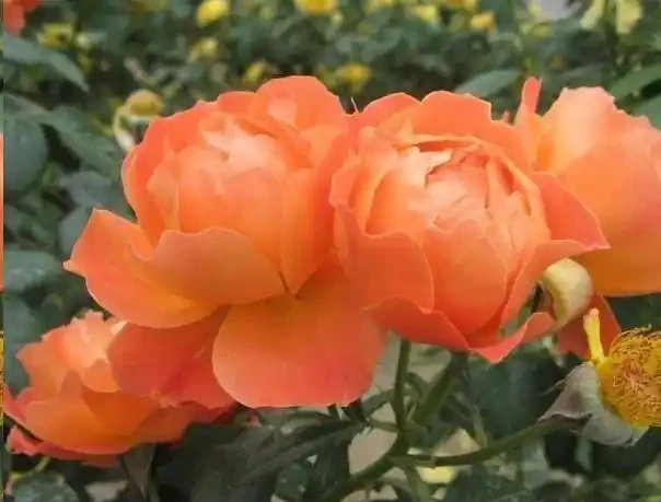 玫瑰花苞枯萎了?請先檢查這3點!