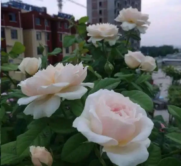 玫瑰花苞枯萎了?請先檢查這3點!
