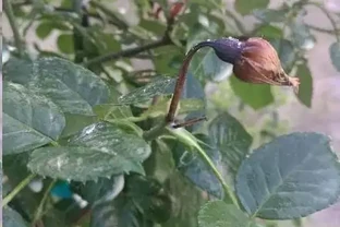 玫瑰花苞枯萎了？請先檢查這3點！