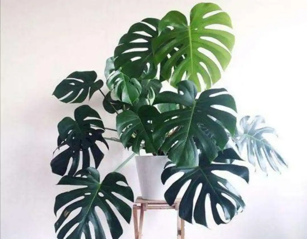 室內養龜背芋,做好這些細節,葉子翠綠,長得旺