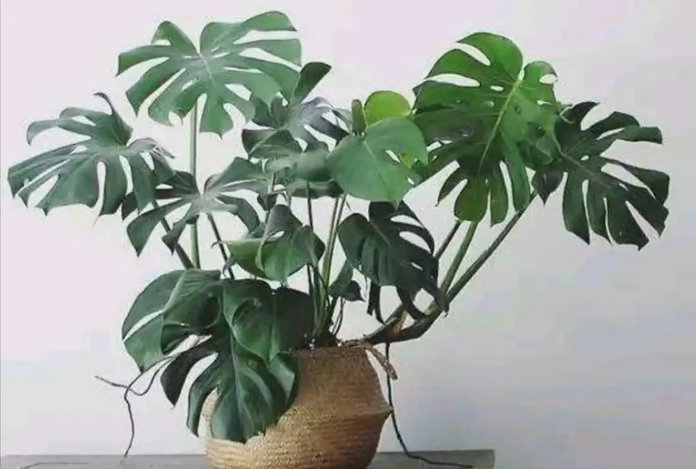 室內養龜背芋,做好這些細節,葉子翠綠,長得旺