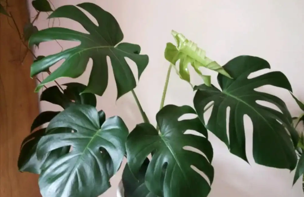 室內養龜背芋,做好這些細節,葉子翠綠,長得旺