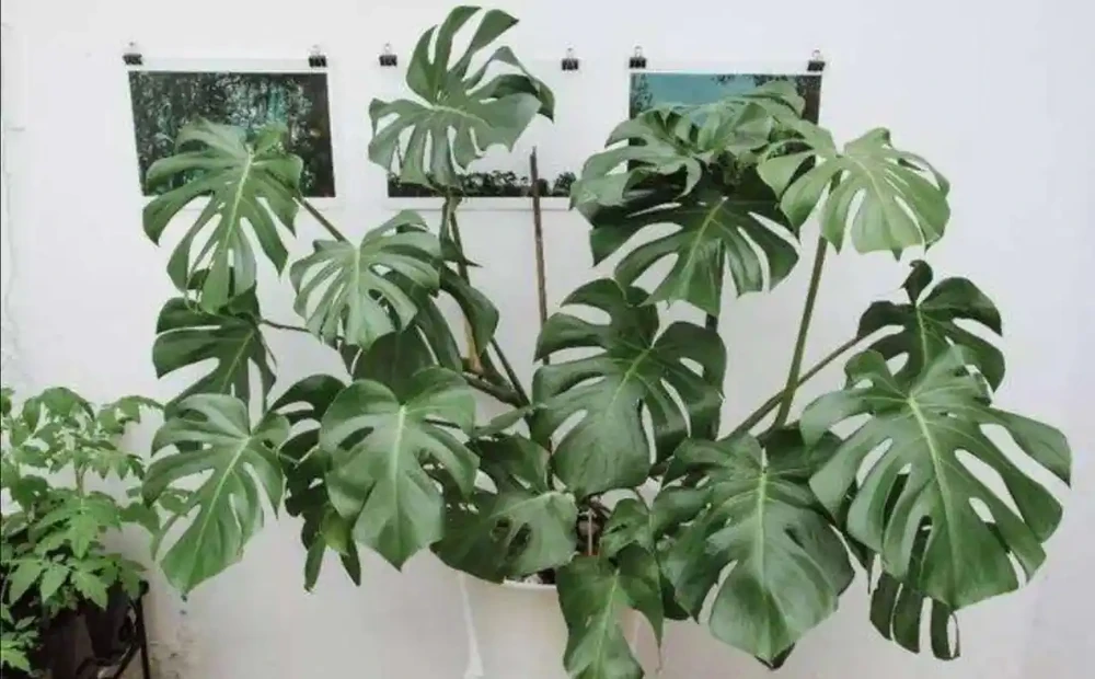 室內養龜背芋,做好這些細節,葉子翠綠,長得旺