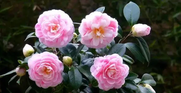 茶花幹尖黃葉落花苞?開啟4個』禁錮「,葉子墨綠,花開玉盤大