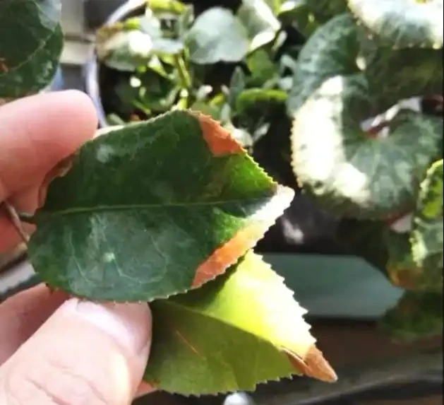 茶花幹尖黃葉落花苞?開啟4個』禁錮「,葉子墨綠,花開玉盤大