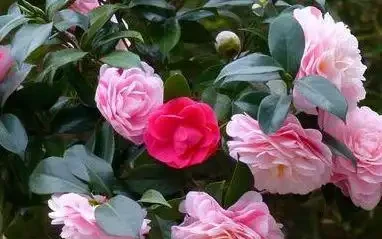 茶花幹尖黃葉落花苞?開啟4個』禁錮「,葉子墨綠,花開玉盤大