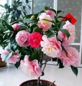 茶花幹尖黃葉落花苞?開啟4個』禁錮「,葉子墨綠,花開玉盤大