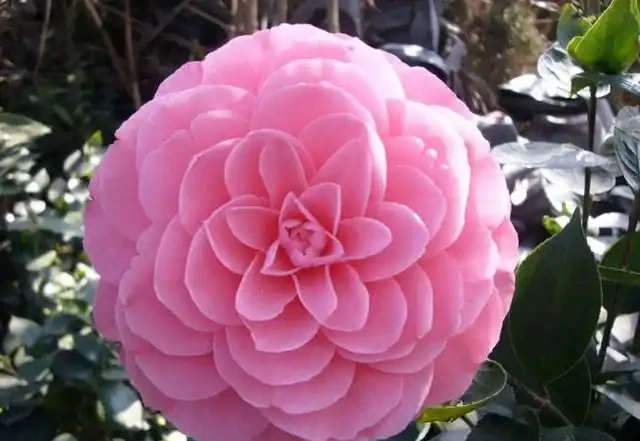 茶花幹尖黃葉落花苞?開啟4個』禁錮「,葉子墨綠,花開玉盤大