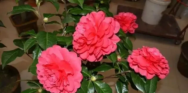 茶花幹尖黃葉落花苞?開啟4個』禁錮「,葉子墨綠,花開玉盤大