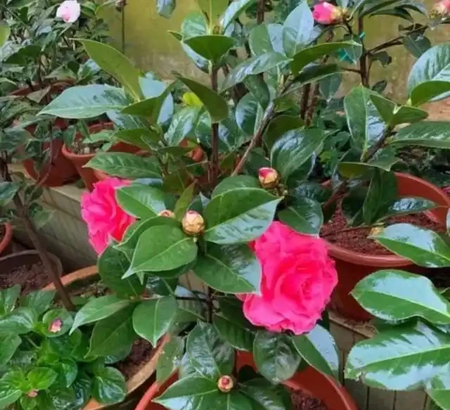 茶花幹尖黃葉落花苞?開啟4個』禁錮「,葉子墨綠,花開玉盤大