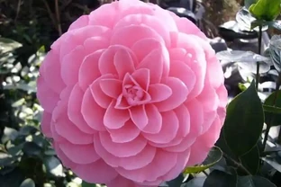 茶花幹尖黃葉落花苞？開啟4個』禁錮「，葉子墨綠，花開玉盤大