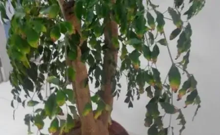 換盆後幸福樹蔫了怎麼辦?