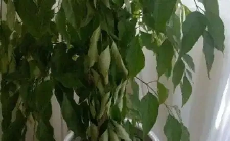 換盆後幸福樹蔫了怎麼辦?
