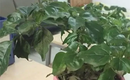 幸福樹葉子乾枯還能救嗎?